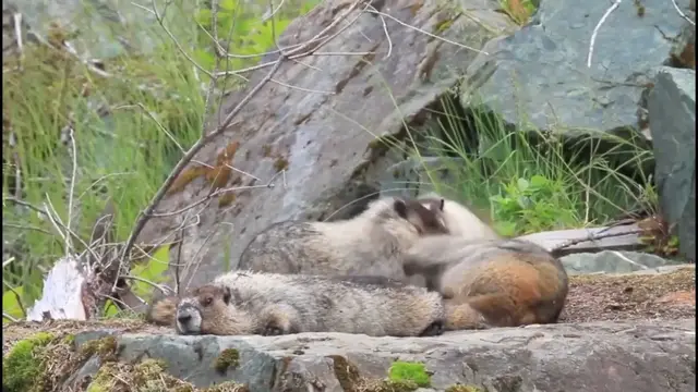 Video thumbnail for Marmots & Funny Babies