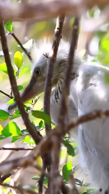 Video thumbnail for Cockroach babies bird
