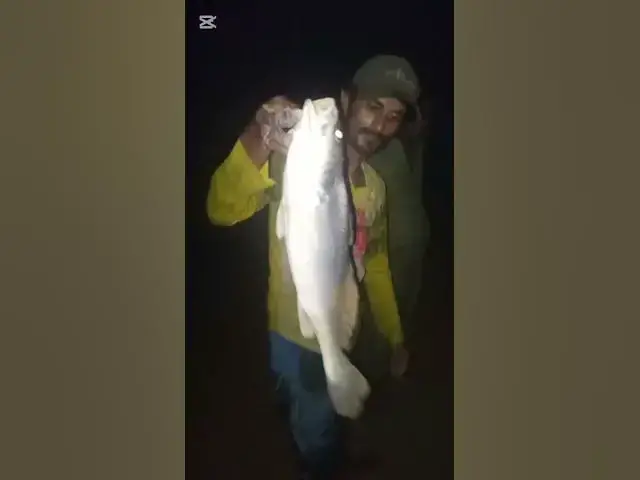 Video thumbnail for hamaliya fishing sowa fish sawachi #fishing