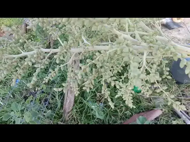 Video thumbnail for DATES TREE