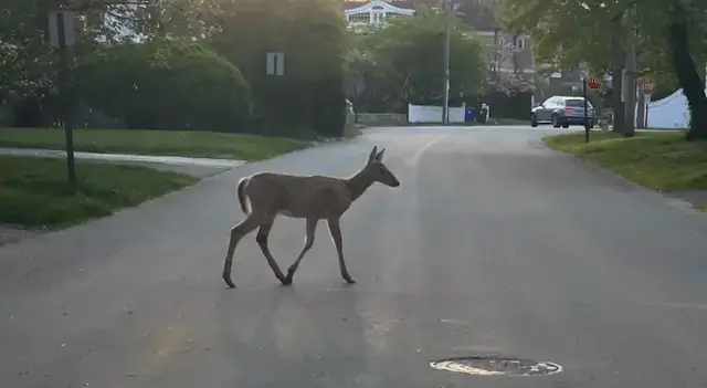 Video thumbnail for Deer mating season brings increased risk of crashes across the tri-state area