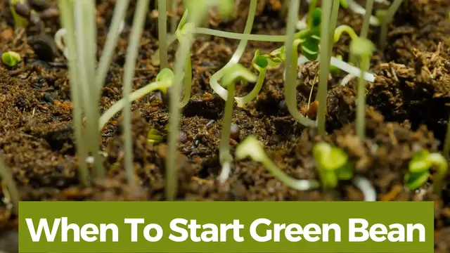 Video thumbnail for When To Start Green Bean