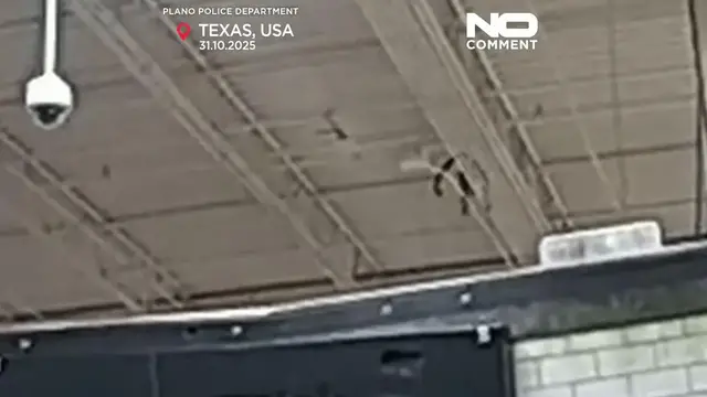 'Video thumbnail for Pet monkey gets loose inside Texas Halloween store'