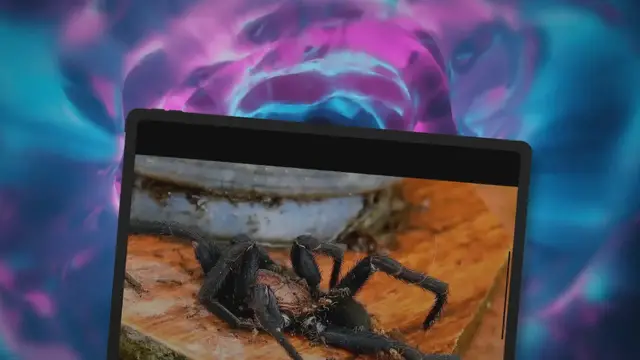 Video thumbnail for Do Snakes Eat Spiders?