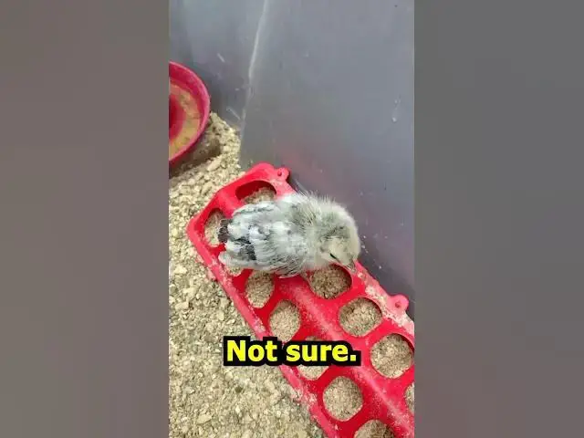 Video thumbnail for 2 Week Old Polish Chicks #Shorts