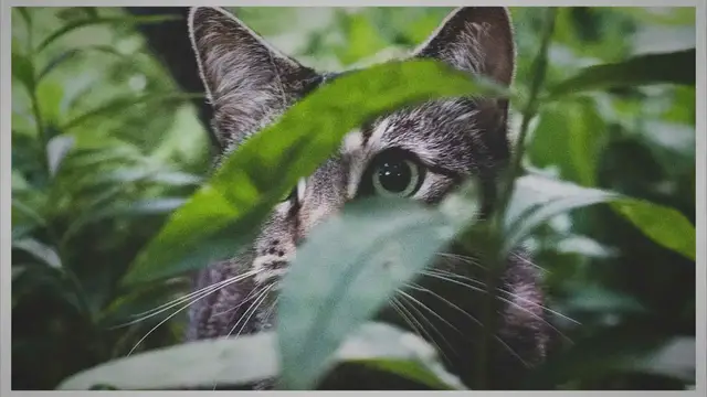 'Video thumbnail for Les bonnes plantes à cultiver si vous avez un chat'
