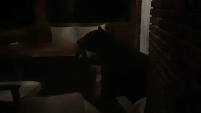Video thumbnail for Bear Uses Porch Furniture To Make Comfy Bed For The Night | Wild-ish TV