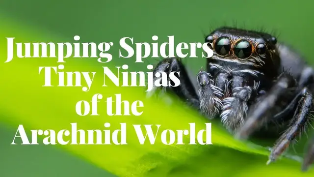 Video thumbnail for The Incredible World of Jumping Spiders | Tiny Ninjas of the Arachnid World!