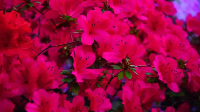 Video thumbnail for Tips for Planting Fuchsias