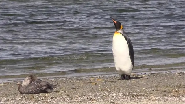 Video thumbnail for Penguin Sidesteps Away From Territorial Duck Like A Human | Wild-ish TV