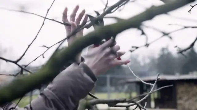 Video thumbnail for Growing_peonies_successfully