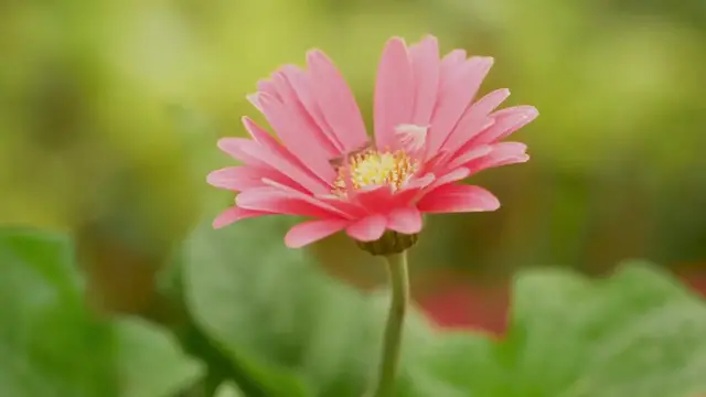 Video thumbnail for Dahlia Care And Tips