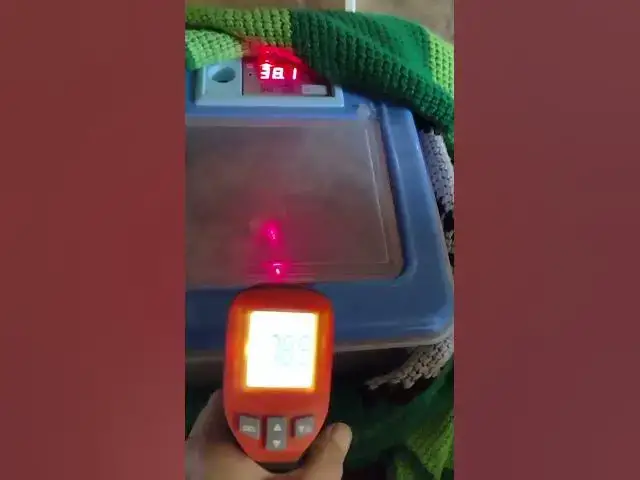 Video thumbnail for Death Trap Incubator Check Your Temps #Shorts