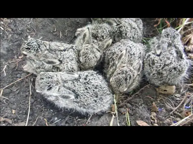'Video thumbnail for Rabbit Diet: Why Hay is Essential and Straw is Not'