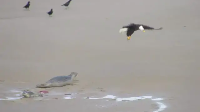 Video thumbnail for Seal Chases Off Hungry Bald Eagle | Wild-ish TV