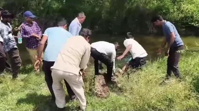 Video thumbnail for India: Forest Officials Capture Nearly 10-Foot Python in Badnagar, Ujjain.