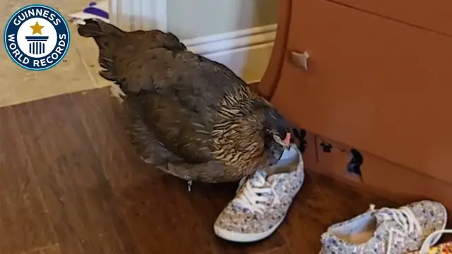 'Video thumbnail for Meet the world's oldest chicken'