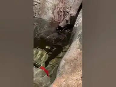 'Video thumbnail for Crocodiles in Gibraltar? Baby caiman rescued after being kept illegally'