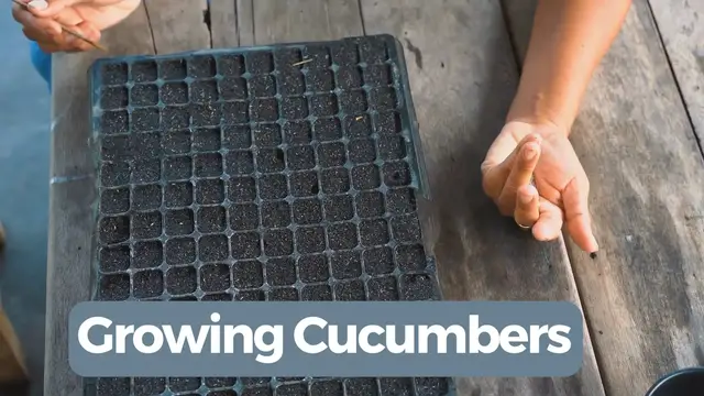 Video thumbnail for Growing Cucumbers