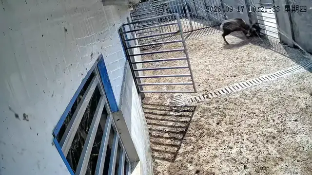 Video thumbnail for China: Chinese woman attacked by her sika deer while feeding it in enclosure.