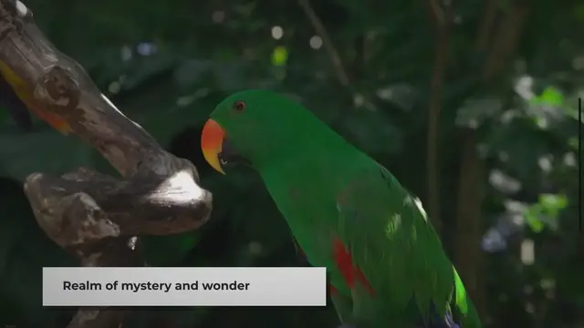 'Video thumbnail for Animals of the Jungle: A Fascinating World'