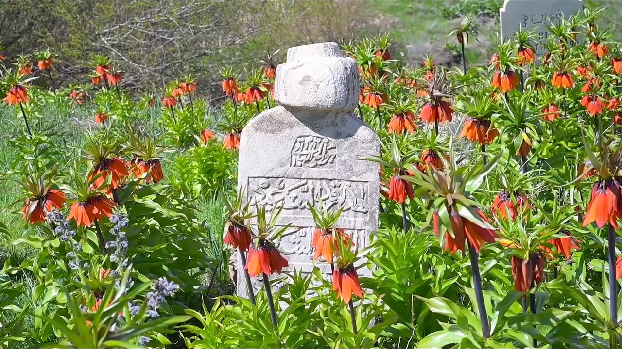 Video thumbnail for Türkiye: Reverse tulips turn cemetery into spring spectacle in eastern Türkiye.