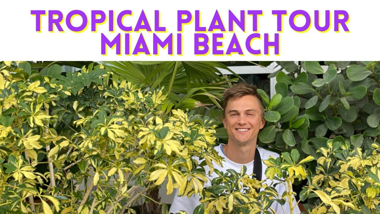 Video thumbnail for TROPICAL PLANT TOUR in Miami Beach - House Plants Outside