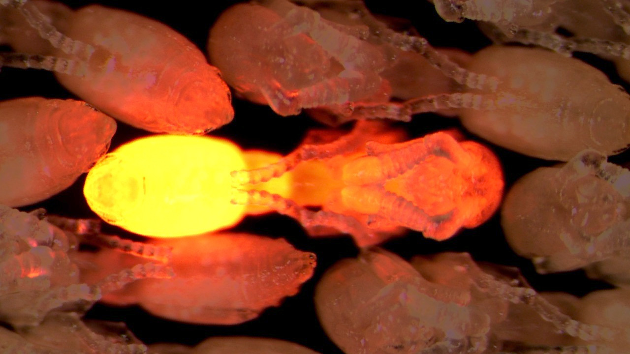 Video thumbnail for What ants can teach humans about communication