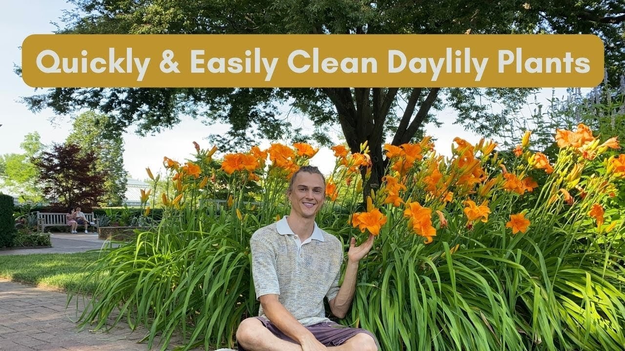 Video thumbnail for Cleaning Daylilies for Maximum Growth and Flowers
