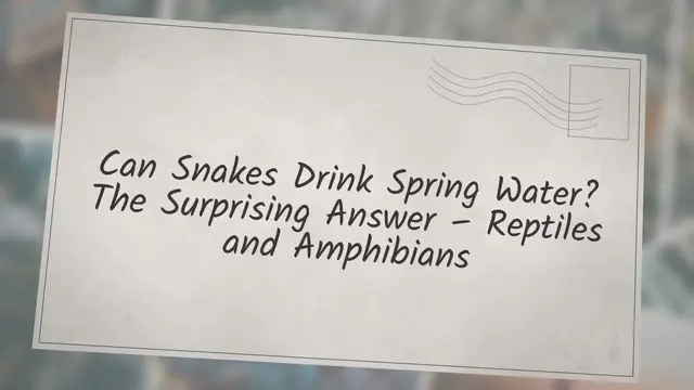 'Video thumbnail for Can Snakes Drink Spring Water? The Surprising Answer – Reptiles & Amphibians'