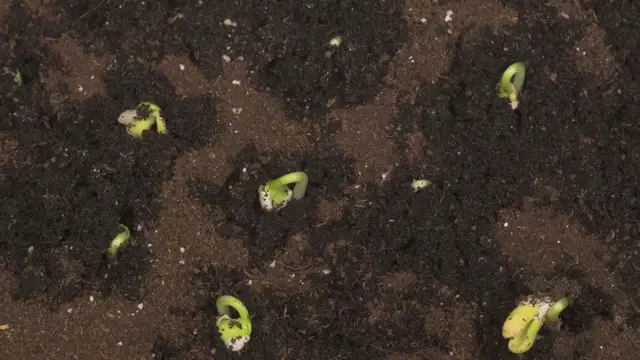 Video thumbnail for How Long Bean Seed Take To Germinate