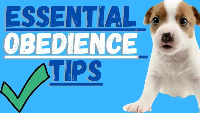 Video thumbnail for Jack Russell Terrier Training (Obedience Training, Socialization and Commands For Jack Russell's)