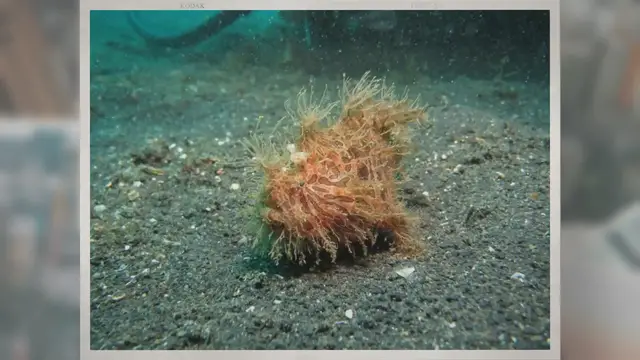 Video thumbnail for How Long Do Anglerfish Live?