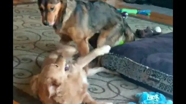 Video thumbnail for Two Dogs Play Fighting (Playing Rough)