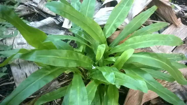 Video thumbnail for What Is Shadow Benny?