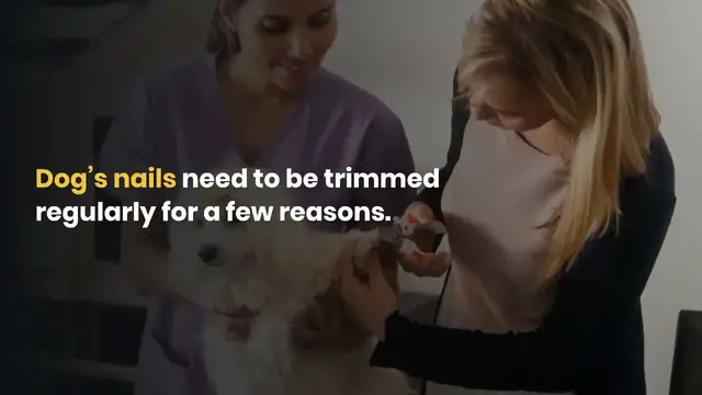 Video thumbnail for how to cut an uncooperative dogs nails | how to cut dogs nails | how to cut dog's nails