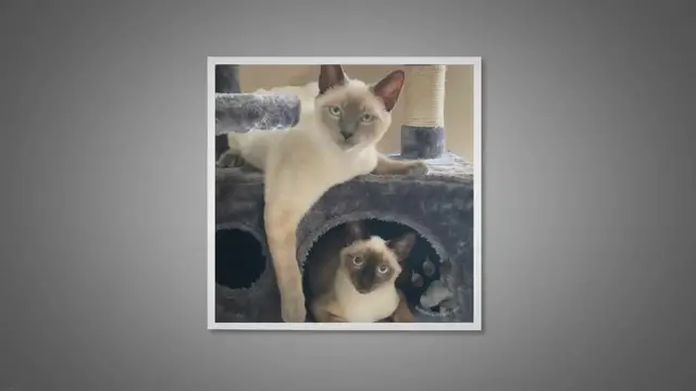 Video thumbnail for Do Male or Female Siamese Cats Make Better Pets?