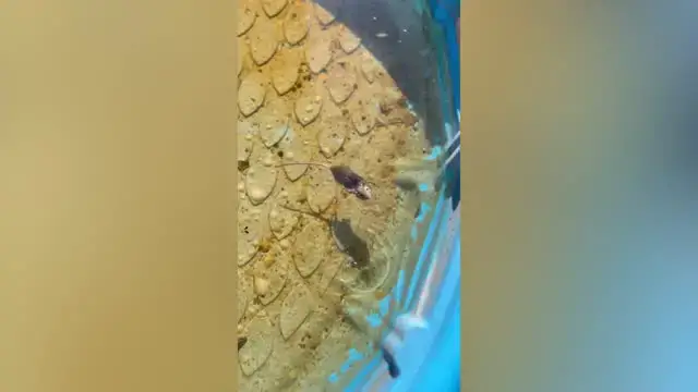 Video thumbnail for Woman Saves Teeny Rodent Drowning In Kiddie Pool | Wild-ish TV