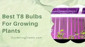 Video thumbnail for Best T8 Bulbs For Growing Plants