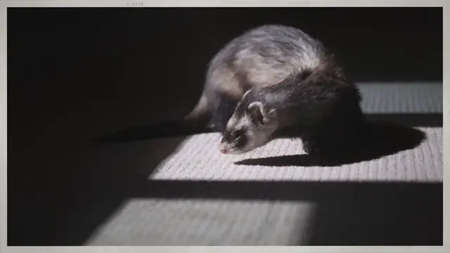 'Video thumbnail for Are Ferrets Nocturnal? – Uncommon Ferret Facts'