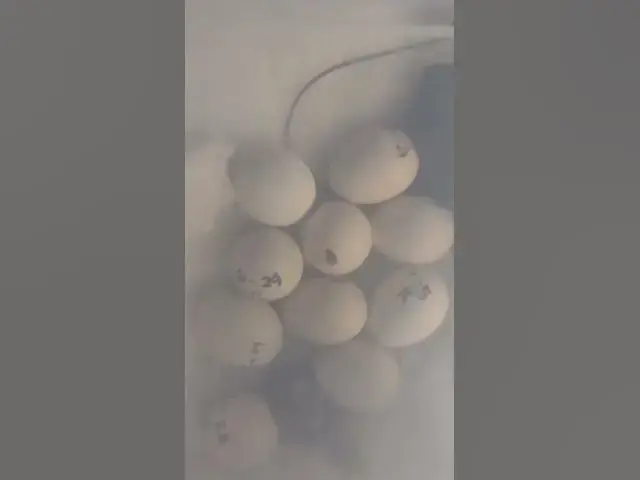 Video thumbnail for Baby Chicks Hatching Before I Sleep #Shorts