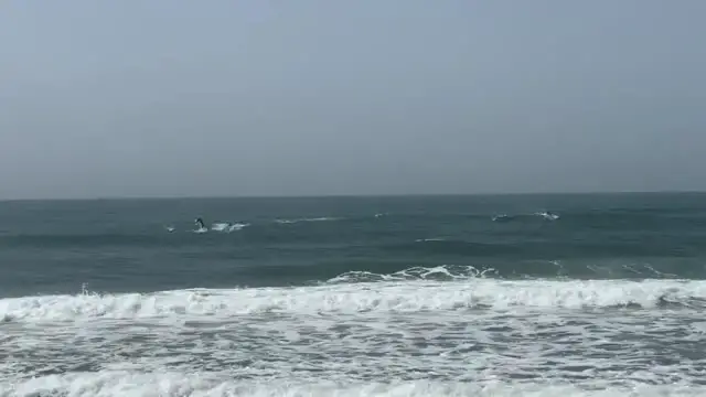 Video thumbnail for Playful Pod Of Dolphins Leap From Waves | Wild-ish TV