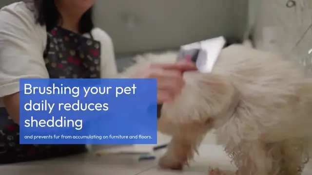 Video thumbnail for  Clean Home With Pets Tips
