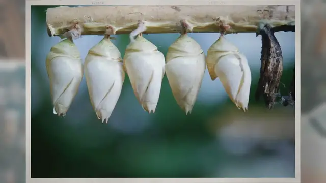 Video thumbnail for How Long Do Cocoons Take to Hatch?