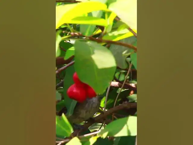 Video thumbnail for Wild bird eat fruit 3 #dovebird #smallbird #birds #bird #shortdove #nestdove #babiesdove