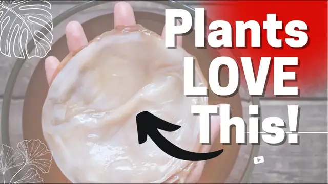 Video thumbnail for Watering Plants With Kombucha Scoby?! Homemade Microbes For Your Soil. Composting Kombucha Scoby.