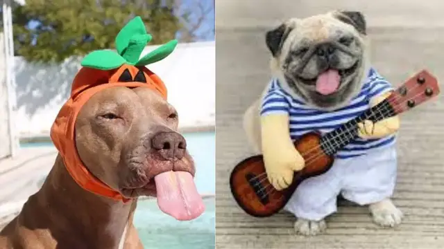 'Video thumbnail for Adorable Singing and Playful Dogs and Puppy | Cute Dog Videos | Dogsforest.com'
