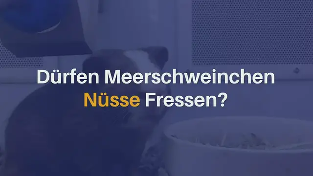 'Video thumbnail for Dürfen Meerschweinchen Nüsse essen?'