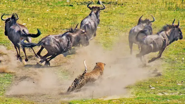 Video thumbnail for LEOPARD TAKES DOWN WILDEBEEST 3 TIMES ITS SIZE