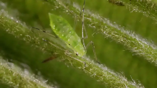 Video thumbnail for Fuchsia Planting Tips Guide